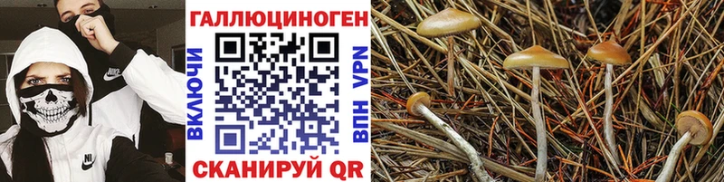 Псилоцибиновые грибы MAGIC MUSHROOMS  Карабулак 